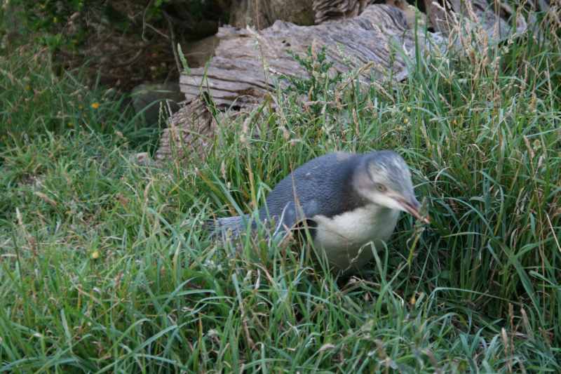 Nieuw-Zeeland 2011 - 2063
